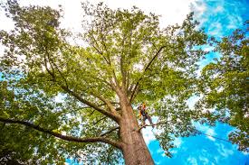 Best Tree Health Inspection  in Lake Camelot, WI